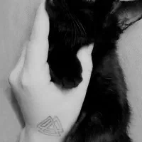 گربه اسکاتیش