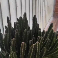 کاکتوس ساکولنت