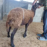 گوسفندمیش همو دوقلوزا