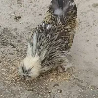 خروس