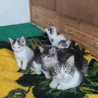 گربه برای واگذاری رامسر سادات شهر
