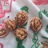 گردو