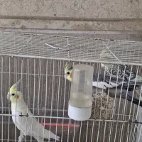 عروس هلندی