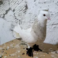 گمشده  مژدگانی|حیوانات|مسجد سلیمان, |دیوار