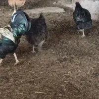 مرغ و خروس