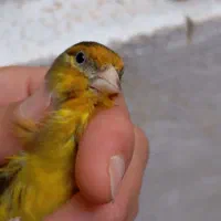 پرنده سهره قناری
