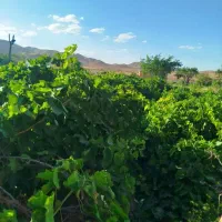 انگور فروشی منطقه قوچان
