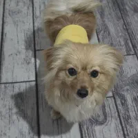 سگ پامر روباهی