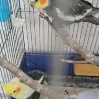 عروس نر و ماده