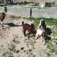 فروش یک عدد کولار نژاد خوب دوقلو زا