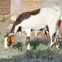 بز دوقولوزا