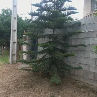 کاج مطبق ۱۰ ساله سرسبز و سرحال