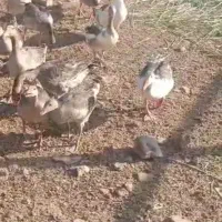 غاز