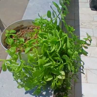 گل ناز یخی|گل و گیاه طبیعی|اردبیل, |دیوار
