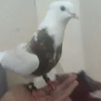 کبوتر طوقی