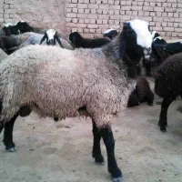 بره کشتاری