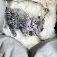 گربه صورت خرسی