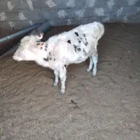 فروش گاو و گوساله