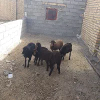 شیش‌راس‌بره‌ماده‌دونی‌۱۱‌تومان