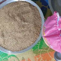 فروش بذر فلفل دلمه ای دستی از نوع هانرس