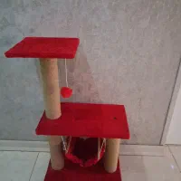 اسکرچر گربه درحد آکبند