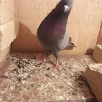 کبوتر باخت رفته