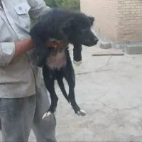 واگذاری توله سگ