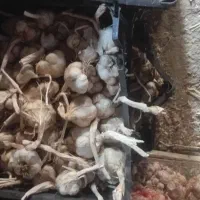 سیر خشک|خوردنی و آشامیدنی|الشتر, |دیوار