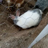 خرگوش خانگی