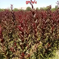 نهال پایه رویشی و بذری لیبل دار شرکت پویا نجف اباد