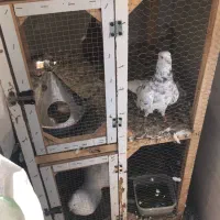 فروش قفس و کبوتر