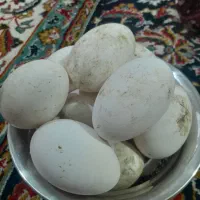 تخم غاز نطفه دار