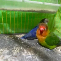 یک جفت کوتوله