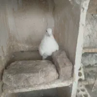 کبوتر