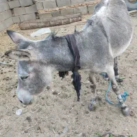 الاغ گله ای