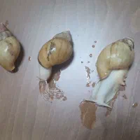 حلزون البینو