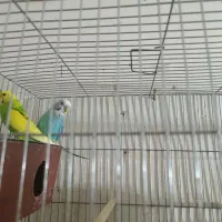 مرغ عشق با جوجه