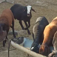 بره نر گوسفند عالی