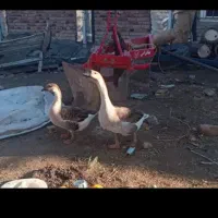 قاز و تخم اش