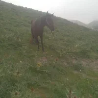 فروش نریان سواری عالی