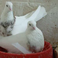 جفت طوقی
