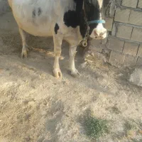 گاو شیری
