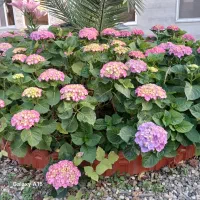 رهن‌و‌اجاره  طبقه همکف ویلای لاکچری