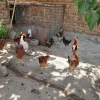 ده عدد خروس ده وار
