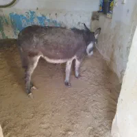 کره خرماده سه سال
