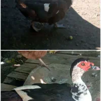 اردک اسرائیلی نرو ماده