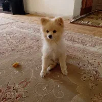 سگ پامر