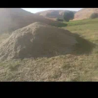 همه گیاه