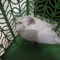 کبوتر رحمانی.