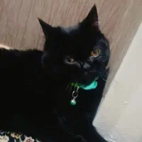 گربه بچه 5 ماهه